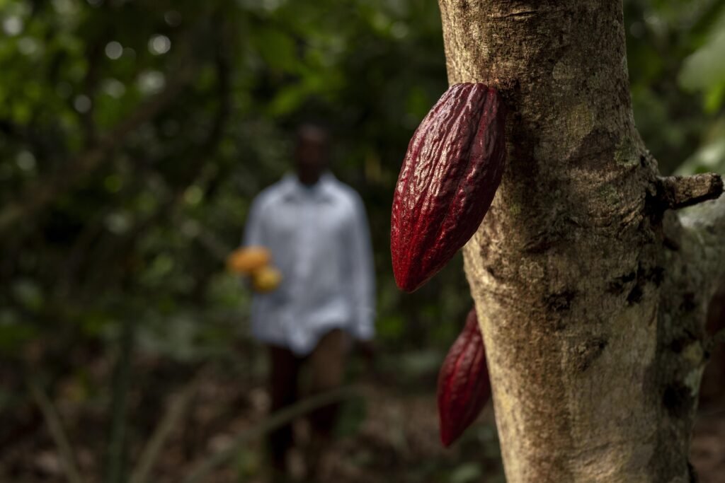 International Workshop on Good Practices of Agroforestry for Cocoa Farmers
